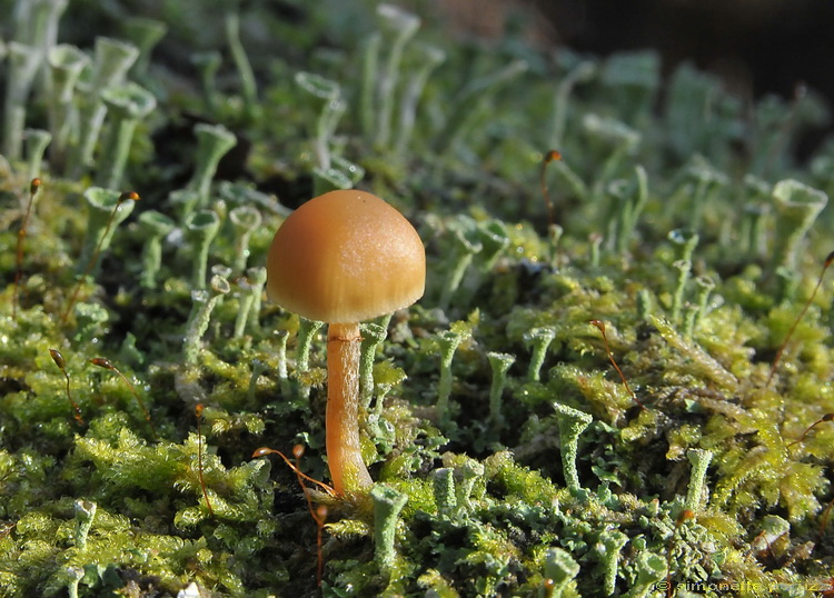 Galerina sp.